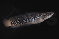 150041_Channa-asiatica_Asiatischer-Schlangenkopffisch_01