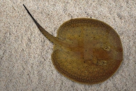 150043_Potamotrygon-hystrix_Marmorierter-Stachelrochen_01