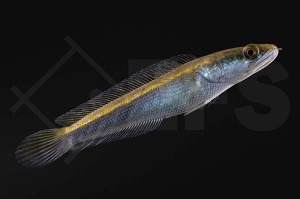 150045_Channa-marulioides_Kaiser-Schlangenkopffisch_yellow-sentarum_01