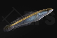 150045_Channa-marulioides_Kaiser-Schlangenkopffisch_yellow-sentarum_01