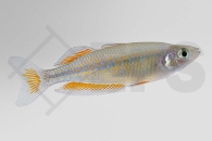 150052_Melanotaenia-parkinsoni_Parkinsons-Regenbogenfisch_01
