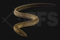 150053_Synbranchus-marmoratus_marmorieter-Kiemenschlitzaal_01