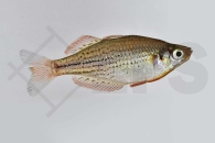 150061_Melanotaenia-maccullochi_Zwergregenbogenfisch_01