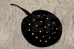 150066_Potamotrygon-leopoldi_Leopoldsrochen-Sao-Felix_01