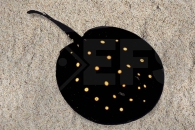 150066_Potamotrygon-leopoldi_Leopoldsrochen-Sao-Felix_01