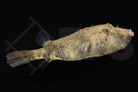 150074_Tetraodon-miurus_Brauner-Kofferkugelfisch_02