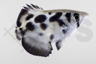 150086_Toxotes-blythii_Zebra-Schuetzenfisch_01