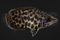 150089_ctenopoma-acustirostre_Leopardbuschfisch_02