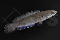 150091_Channa-gachua_Kleiner-asiatischer-Schlangenkopf_01