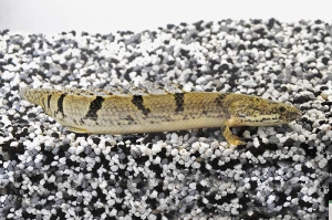 150096_Polypterus-delhezi_Zaire-Floesselhecht_01