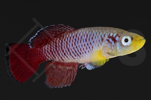 150098_Nothobranchius-guentheri-red_guenthers_Prachtgrundkaerpfling_01