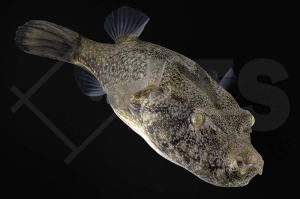 150099_Tetraodon-suvattii_Mekong-Kofferkugelfisch_01