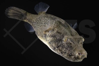 150099_Tetraodon-suvattii_Mekong-Kofferkugelfisch_01