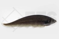 150102_Xenomystus-nigri_Afrikanischer-Messerfisch_01