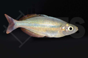 150104_Melanotaenia-herbertaxelrodi_Lake-Tebera-Regenbogenfisch_01