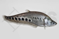 150107_Chitala-ornata_Tausenddollarfisch_01