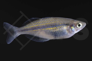 150108_Melanotaenia-mairasi_Lake-Furnusu-Regenbogenfisch_01