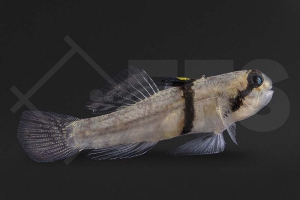 150109_Redigobius-balteatus_Rhinogrundel_01