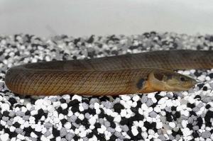 150116_Erpetoichthys-calabaricus_Floesselaal_01