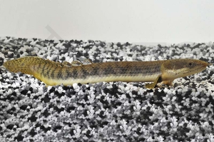 150120_Polypterus-retropinnis_Westafrika-Floesselhecht_01