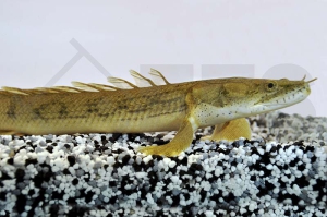 150123_Polypterus-congicus_Kongo-Floesselhecht_01