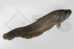 150126_Papyrocranus-afer_Afrikanischer-Faehnchenmesserfisch_01