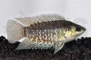 150127_Microctenopoma-congicum_Kongobuschfisch_01