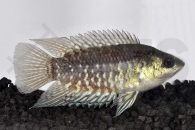 150127_Microctenopoma-congicum_Kongobuschfisch_01