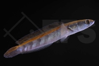 150129_Channa-maruliodes_red-sampit_01