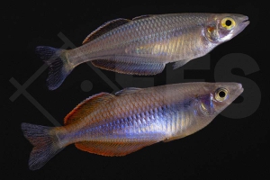 150133_Melanotaenia-spec_Meyado-Village_01