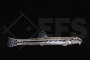 150151_Cobitis-sinensis_China-Steinbeißer_01