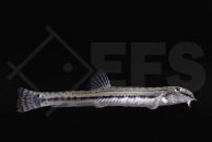 150151_Cobitis-sinensis_China-Steinbeißer_01