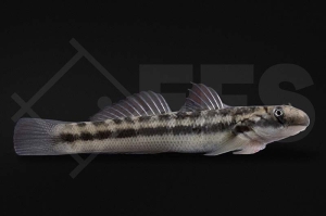 150153_Sicyopterus-japonicus_japanische-Algengrundel_01