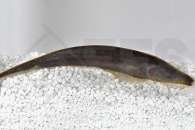 150155_Apteronotus-Leptorhynchus_Peitschenmesseraal_01