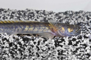 150156_Gobioides-broussonnetii_Lila-Aalgrundel_01