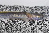 150156_Gobioides-broussonnetii_Lila-Aalgrundel_01