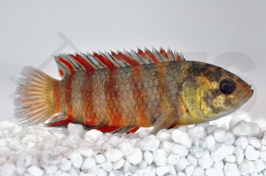 150157_Microctenopoma-ansorgii_Oranger-Buschfisch_01