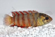 150157_Microctenopoma-ansorgii_Oranger-Buschfisch_01