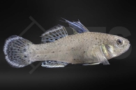 150165_Stigmatogobias-sadanundio_Rittergrundel_01