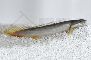 150174_Polypterus-senegalus_Senegal-Floesselhecht_01