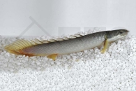150174_Polypterus-senegalus_Senegal-Floesselhecht_01