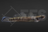 150181_stiphodon-elegans_rote-Neongrundel_01