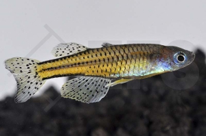 150183_Pseudomugil-gertrudae_Geflecktes-Blauauge_01