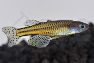 150183_Pseudomugil-gertrudae_Geflecktes-Blauauge_01