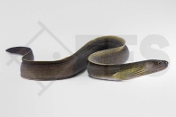 150184_Gymnothorax-tile_Suesswassermuraene_01