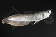 150193_Osteoglossum-bicirrhosum_Gabelbart-Arowana_01