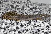 150197_Polypterus-ornatipinnis_Schmuck-Floesselhecht_01