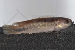 150202_Ctenopoma-pellegrini_Pellegrins-Buschfisch_01