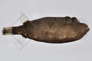 150212_Tetraodon-miurus_Brauner-Kofferkugelfisch_01