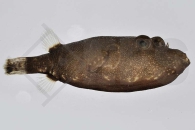 150212_Tetraodon-miurus_Brauner-Kofferkugelfisch_01